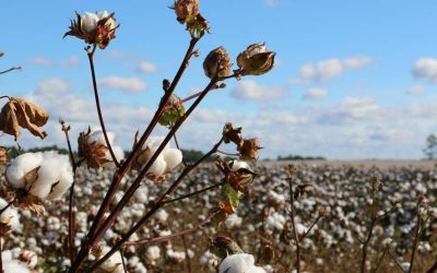 Le coton dans tous ses états – au lycée Bonne Terre de Pézenas